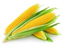 Picture of Corn