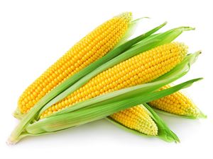 Picture of Corn