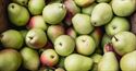 Picture of Pears